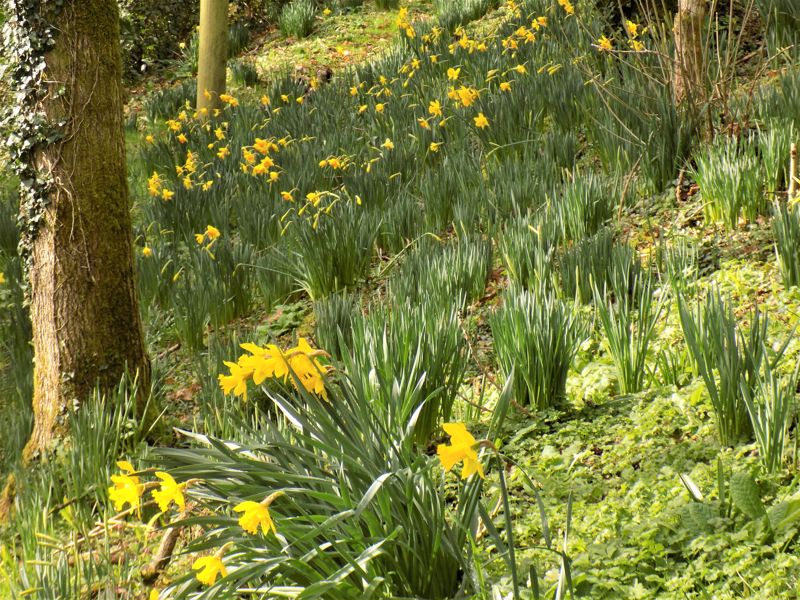 Dancing Daffodils of Woodland Garden